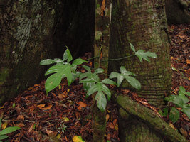 Philodendron pedatum, Inkaterra, Madre de Dios, Peru