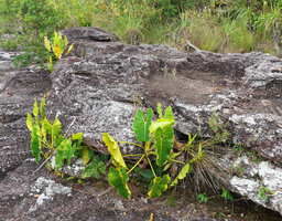 Philodendron quinquenervium, foliage fully exposed to sunlight but the base protected at the periohery of a sandstone slab, Cano Cristales, Serrania Macarena, Meta, Colombia