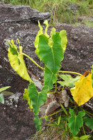 Philodendron quinquenervium, vertical display of leaf blades thus reducing the deletery impact of the sunlight in this fully exposed habitat, Cano Cristales, Serrania Macarena, Meta, Colombia