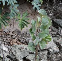 Philodendron saxicola and Begonia grisea, the glaucous refringent vertical leaves reduce the impact of sunlight, Chapada Diamantina, Brazil