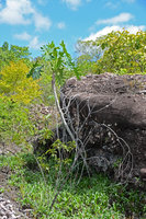 Philodendron saxicola, leaves, trunk and aerial roots, Chapada Diamantina, Brésil