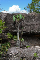 Philodendron saxicola with aerial roots clasping a rocky outcrop in full sun, Chapada Diamantina, Brésil