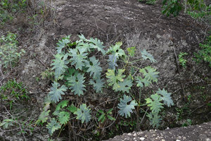 Philodendron saxicola with its glaucous leaves reducing the impact of sunlight in its fully exposed rocky habitat, Chapada Diamantina, Brésil