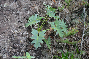 Philodendron saxicola with its glaucous leaves, Chapada Diamantina, Brésil