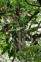 Philodendron solimoesense, epiphytic in igapo forest, Anavilhanas, Rio Negro, Amazonas, Brazil