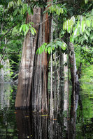 Philodendron solimoesense roots reflection in black waters of igapo forest, Anavilhanas, Rio Negro, Amazonas, Brésil