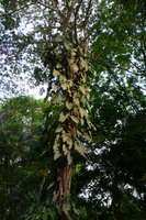 Philodendron sp. climbing along a tree truk, Manaos, Amazonas, Brazil