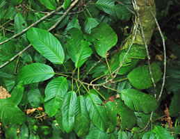 Philodendron sp. Sect. Pteromischum exhibiting leaf blade shade avoidance through petiole torsion, detail of one stem, Osa, Costa Rica