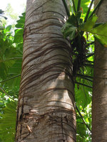 Philodendron sp. with horizontal anchoring roots, cultivated, Railay, Thailand