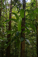 Philodendron wittianum, leaf detail, Presidente Figueiredo, Manaos, Amazonas, Brazil