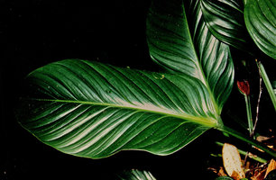 Philodendron wittianum leaves, Nouragues, CNRS field station, French Guyana