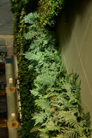Phlebodium aureum at the top of the vertical garden, just above the long wall bench of the restaurant, Hotel Icon, Hong Kong