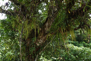 Phlegmariurus longus, Noro, New Georgia, Solomon Islands