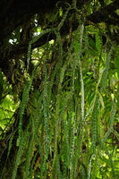 Phlegmariurus nummulariifolius, hanging dichotomously forking stems, Imbu Rano, Kolombangara, Solomon Islands