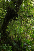 Phlegmariurus nummulariifolius hanging from mossy tree branch, Imbu Rano, Kolombangara, Solomon Islands