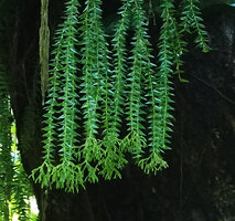 Phlegmariurus phlegmaria, hanging stems ending in densely branched strobili, Vangunu, Solomon Islands