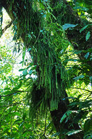 Phlegmariurus phlegmaria, Vangunu, Solomon Islands