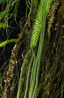 Phlegmariurus phlegmarioides, close up of the base of the terminal strobili, Vangunu, Solomon Islands