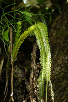 Phlegmariurus phlegmarioides , stems emerging from the base, Vangunu, Solomon Islands