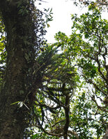 Phlegmariurus phyllanthus and Procris crenata as erect canopy epiphytes, Mathikettan Shola FR, Kerala, India