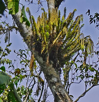 Phlegmariurus phyllanthus as a canopy epiphyte with erect stems, only the apical strobili are hanging down, Mathikettan Shola FR, Kerala, India
