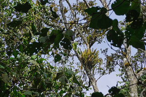 Phlegmariurus phyllanthus as an erect canopy epiphyte, Mathikettan Shola FR, Kerala, India