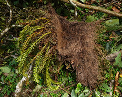 Phlegmariurus phyllanthus, dense root mat of this individual fallen with a tree gap, Mathikettan Shola FR, Kerala, India