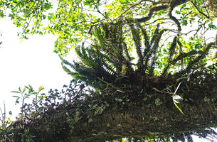 Phlegmariurus phyllanthus sharing its branch canopy habitat with Procris crenata, Mathikettan Shola FR, Kerala, India