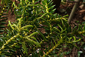 Phlegmariurus phyllanthus, strobili, Mathikettan Shola FR, Kerala, India