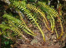 Phlegmariurus phyllanthus, successive basal offshoots issued from adventitious meristems, Mathikettan, NP, India