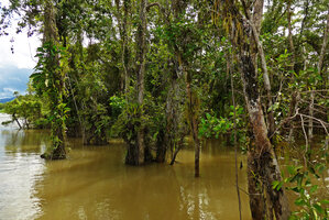 Phlegmariurus sp. and other epiphytic species in inundated forest, Karawari, Sepik, Papua New Guinea