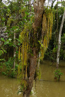 Phlegmariurus sp., epiphytic in inundated forest along Karawari river, Sepik, Papua New Guinea