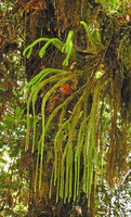 Phlegmariurus squarrosus, basal repetitive production of new adventitious shoots replacing the drying older ones, Tari, 2000 m asl, Papua New Guinea