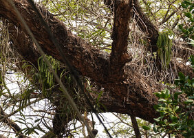 Phlegmariurus squarrosus epiphytic on Samanea saman in the city of Kochi, Kerala, India