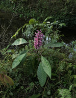 Phlogacanthus curviflorus flowering in swampy forest edge habitat, Putao, Kachin, Myanmar