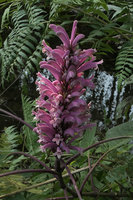 Phlogacanthus curviflorus, inflorescence, Putao, Kachin, Myanmar