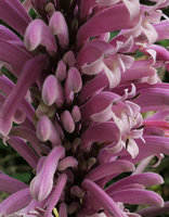 Phlogacanthus curviflorus, tubular curved flowers, Putao, Kachin, Myanmar