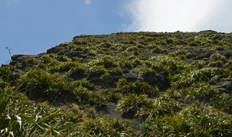 Phormium cookianum covering the Kupe&#039;s Sail sandstone outcrop, Cape Palliser, New Zealand