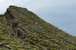 Phormium cookianum patches covering the Kupe&#039;s Sail sandstone outcrop, Cape Palliser, New Zealand