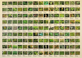 Photos of the different species growing on the vertical garden, Shinkansen station, Yamaguchi, Japan