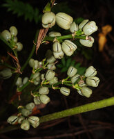 Phrynium cominsia, base of infructescence with mature capsular greenish grey fruits, Ndabou, 500 m asl, Arfak Mts, West Papua