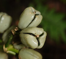 Phrynium cominsia, mature capsular fruits, the valves opening while still fleshy light green and exposing the black seeds, Ndabou, 500 m asl, Arfak Mts, West Papua