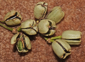 Phrynium cominsia, mature tricoccous capsular fruits with valves opening while still fleshy greenish thus exposing the seeds, Ndabou, 500 m asl, Arfak Mts, West Papua