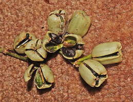 Phrynium cominsia, tricoccous almost cylindrical capsular fruits with green seeds maturing black, Ndabou, 500 m asl, Arfak Mts, West Papua