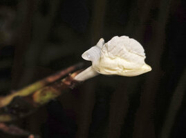 Phrynium giganteum, flower at anthesis, Batanta, Raja Ampat, West Papua