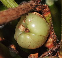 Phrynium giganteum, light green fleshy tricoccous almost spherical capsular fruit invaginated at apex, Batanta, Raja Ampat, West Papua