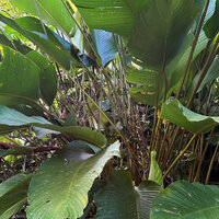Phrynium giganteum, much branched inflorescences in the center of the clump, Batanta, Raja Ampat, West Papua