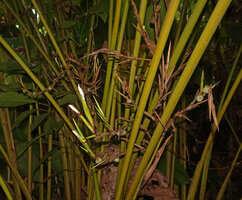 Phrynium giganteum, much branched inflorescences with both flower buds and maturing fruits, Batanta, Raja Ampat, West Papua