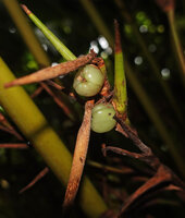 Phrynium giganteum, ripening fleshy tricoccous capsular fruits, Batanta, Raja Ampat, West Papua