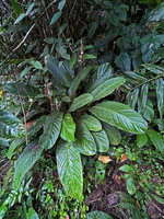 Phrynium macrocephalum at forest edge, Batanta, Raja Ampat, West Papua